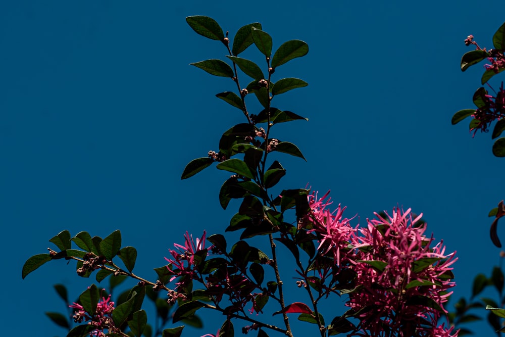 a tree branch with purple flowers against a blue sky