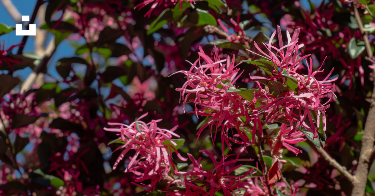 Putal Tree A close up of a tree with purple flowers photo – Free Spring background ...
