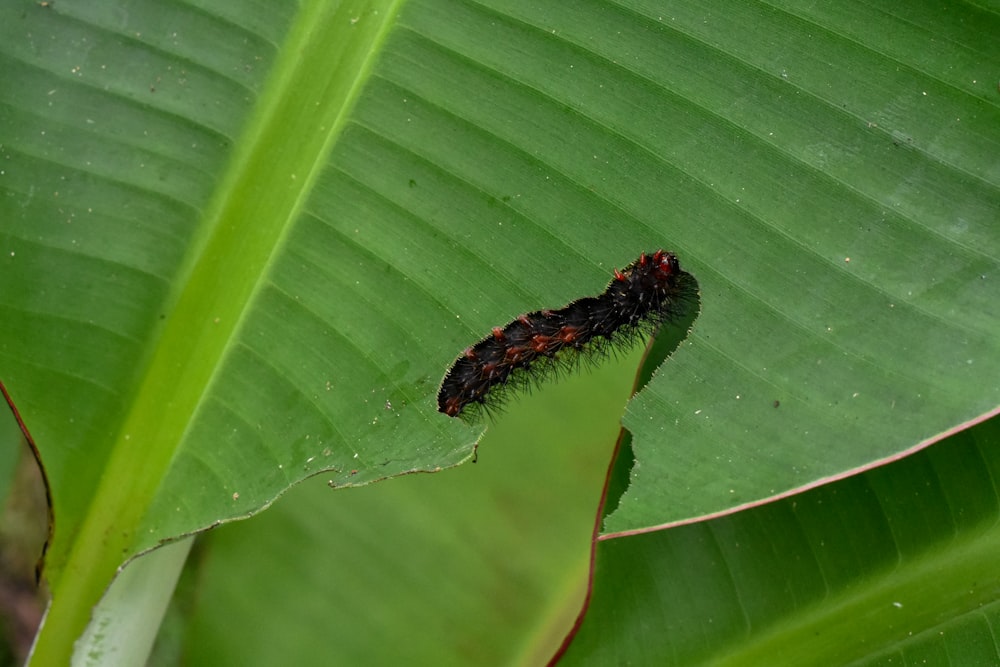 a caterpillar crawling on a green leaf