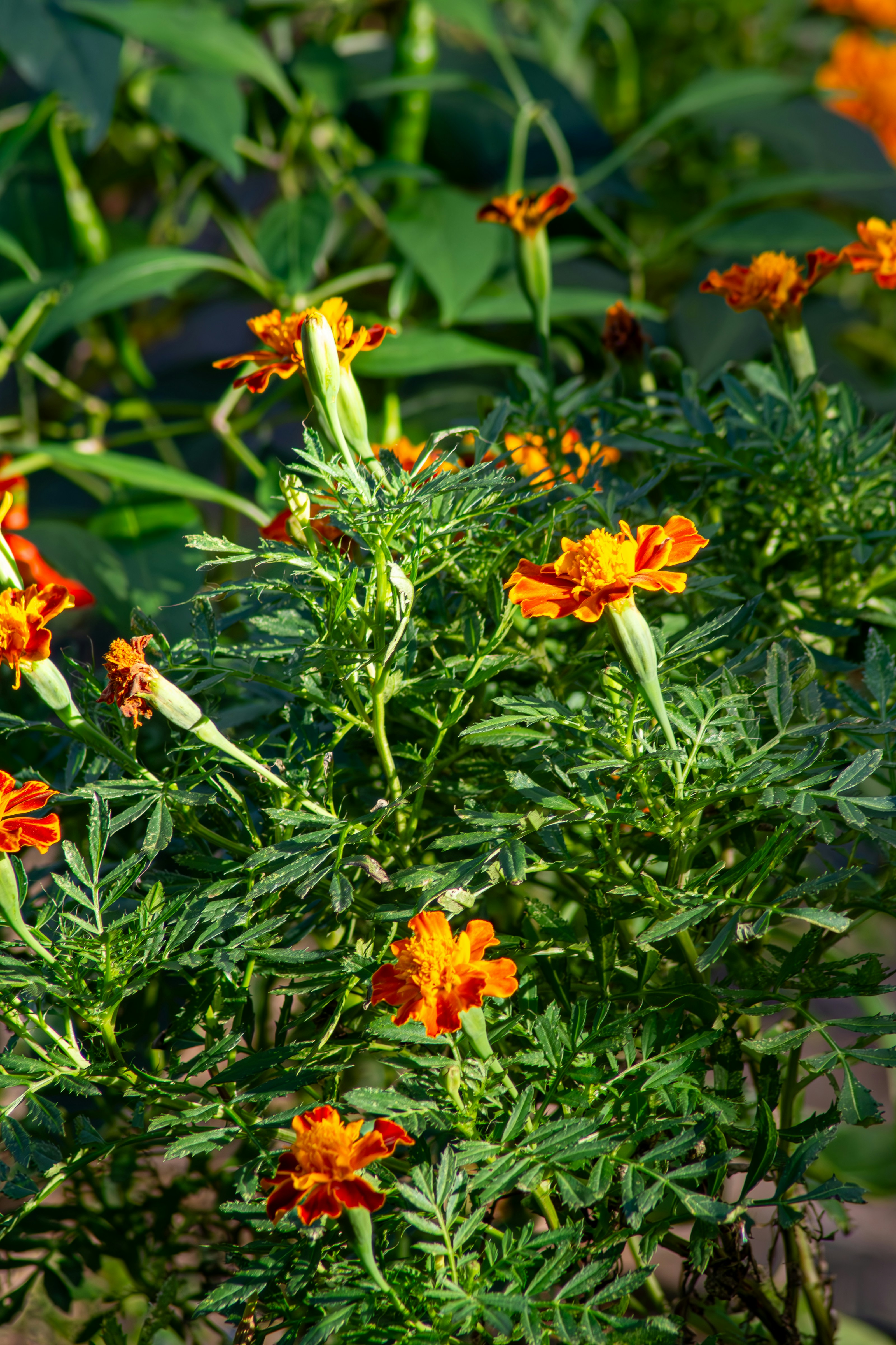 Photo by astro_civil