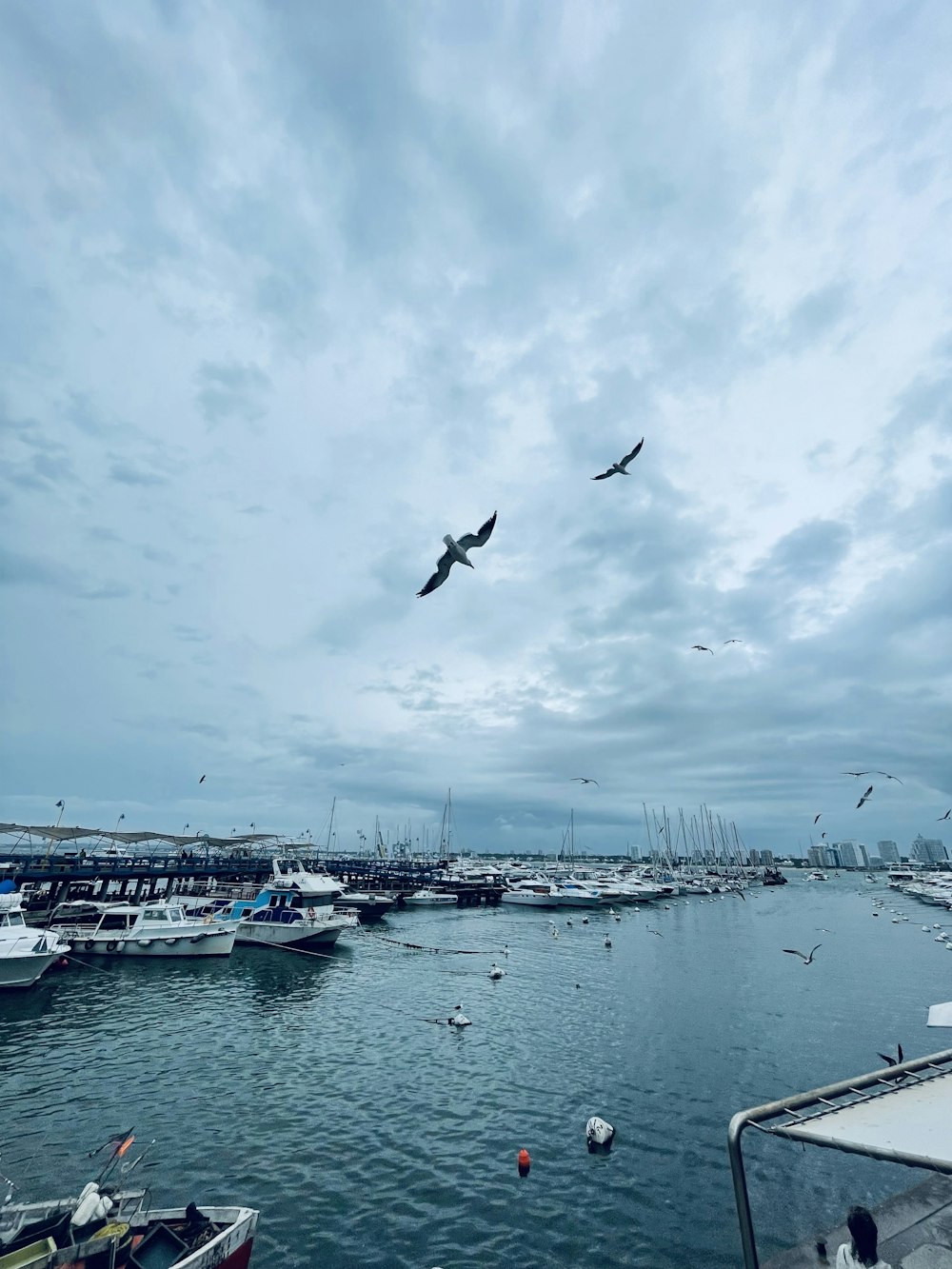 a group of birds flying over a body of water