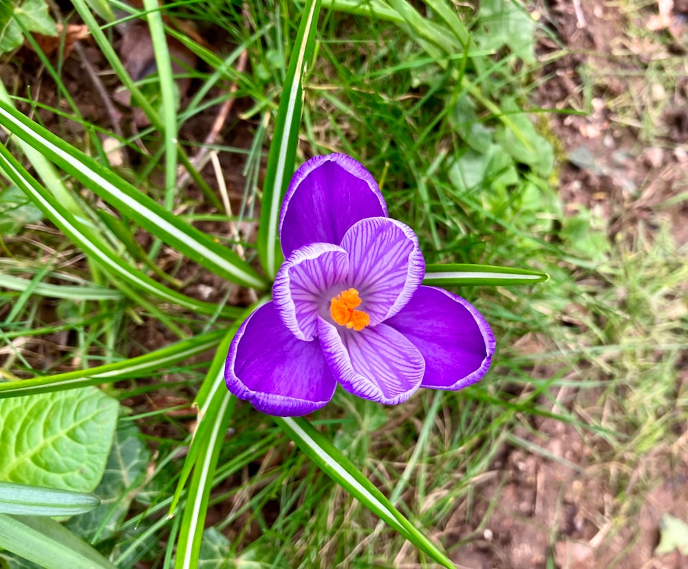Eine lila Blume wächst im Gras