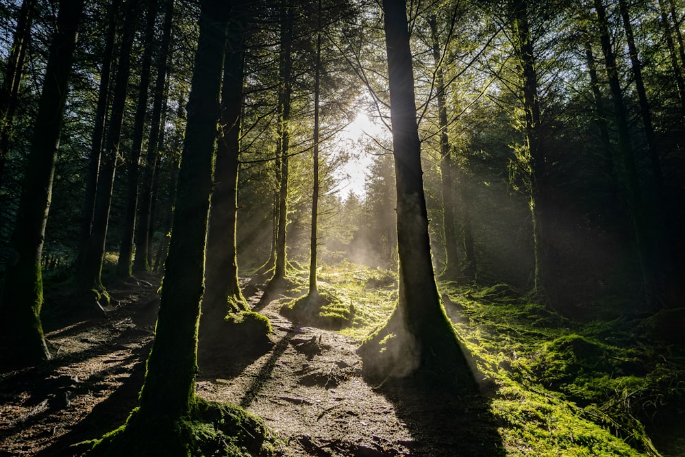 the sun shines through the trees in the forest