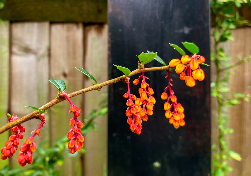 a branch with red and yellow flowers on it