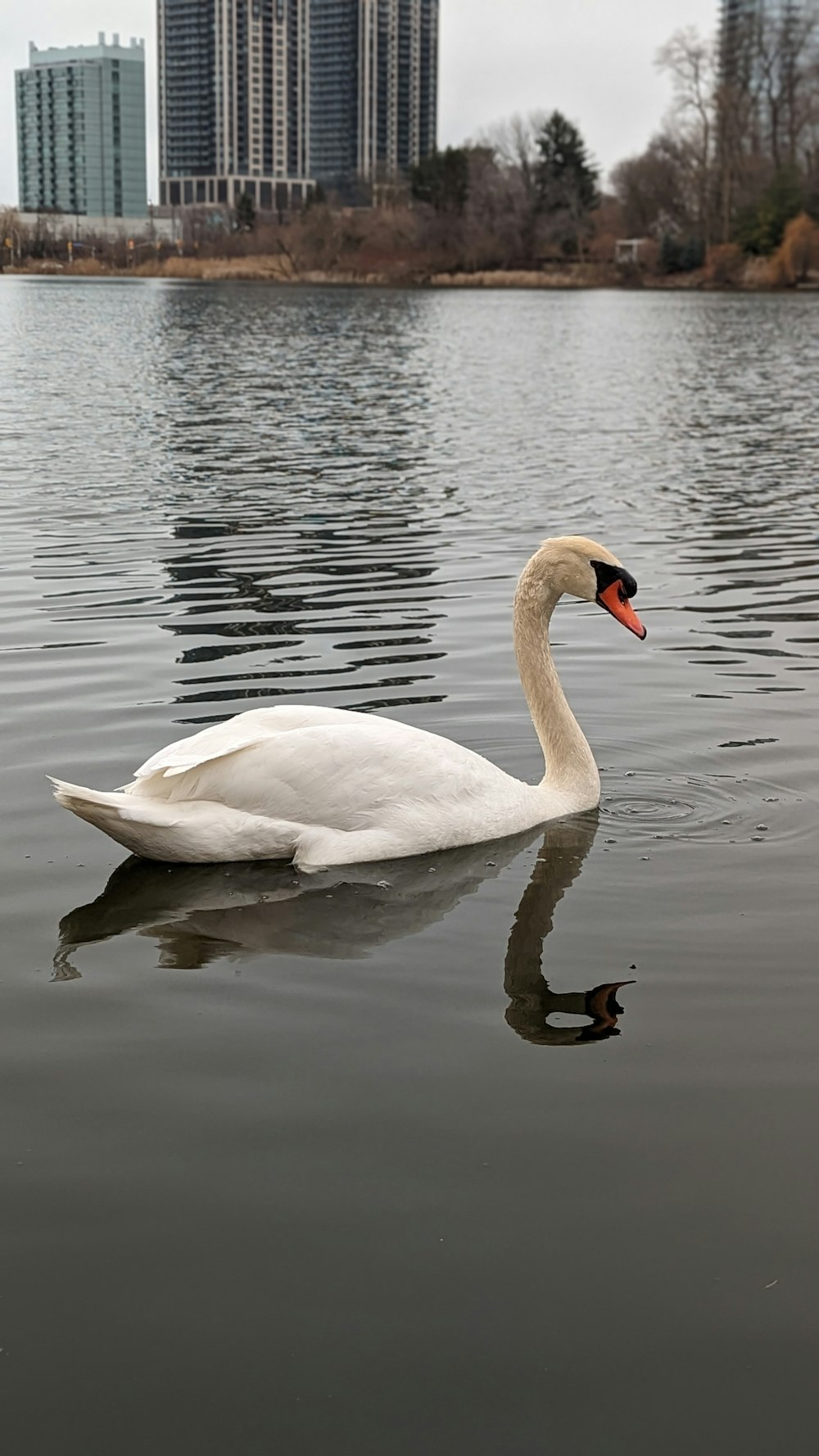 a white swan floating on top of a body of water