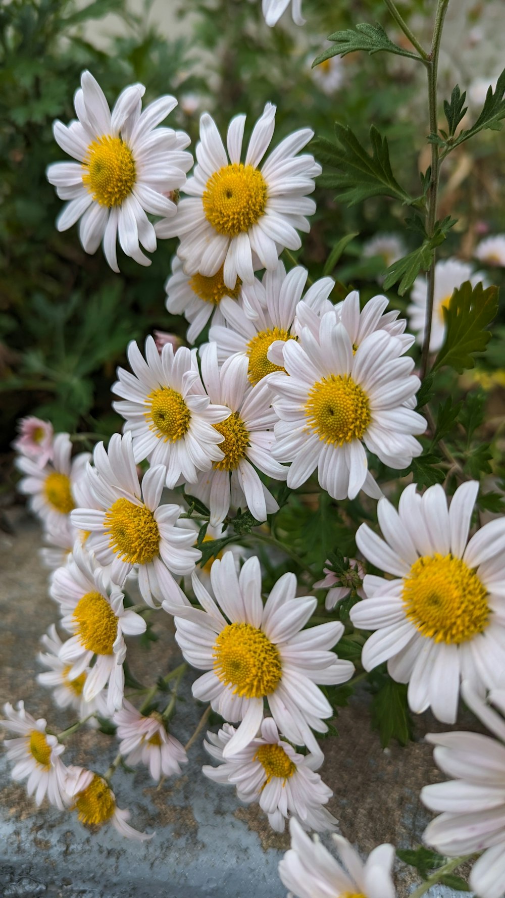 un mazzo di fiori bianchi e gialli in un giardino