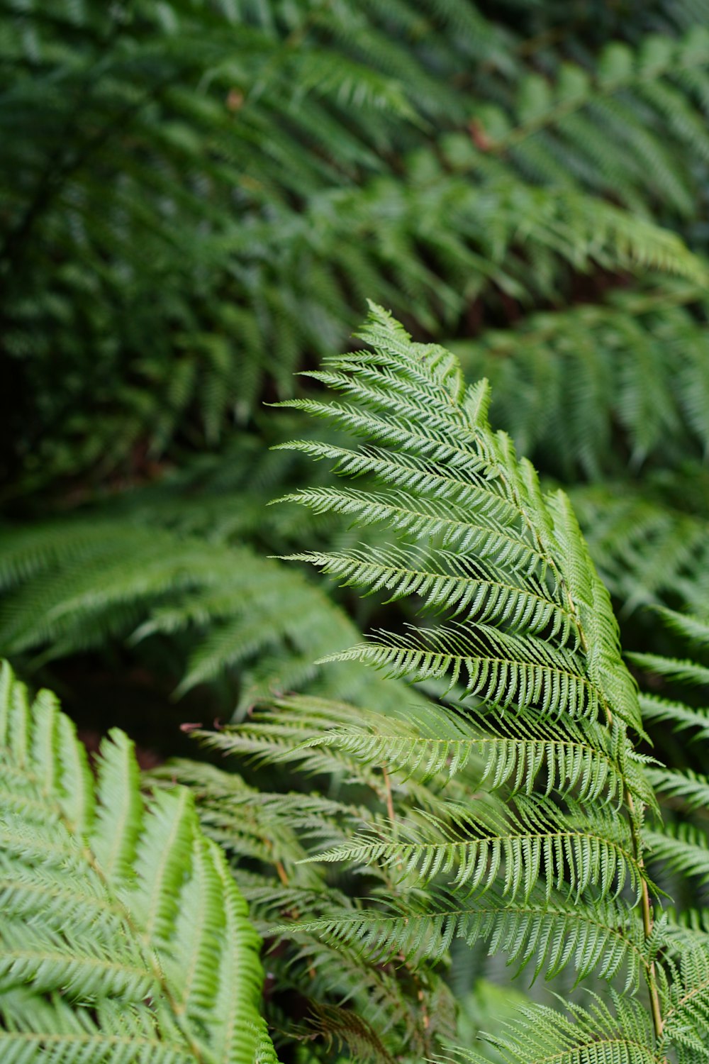 a close up of a green plant with lots of leaves