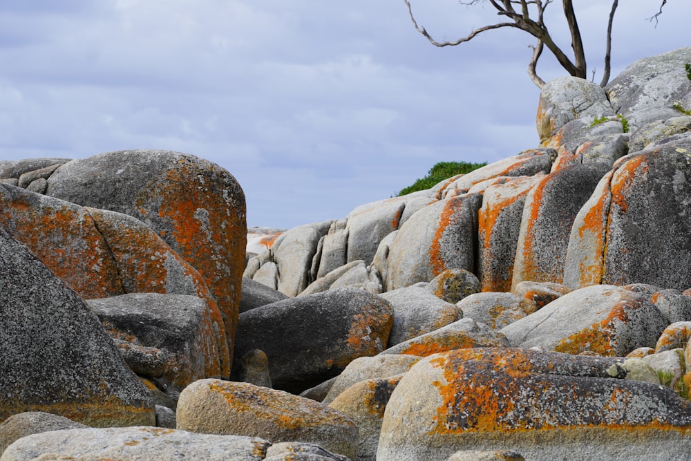 a bunch of rocks with orange moss growing on them