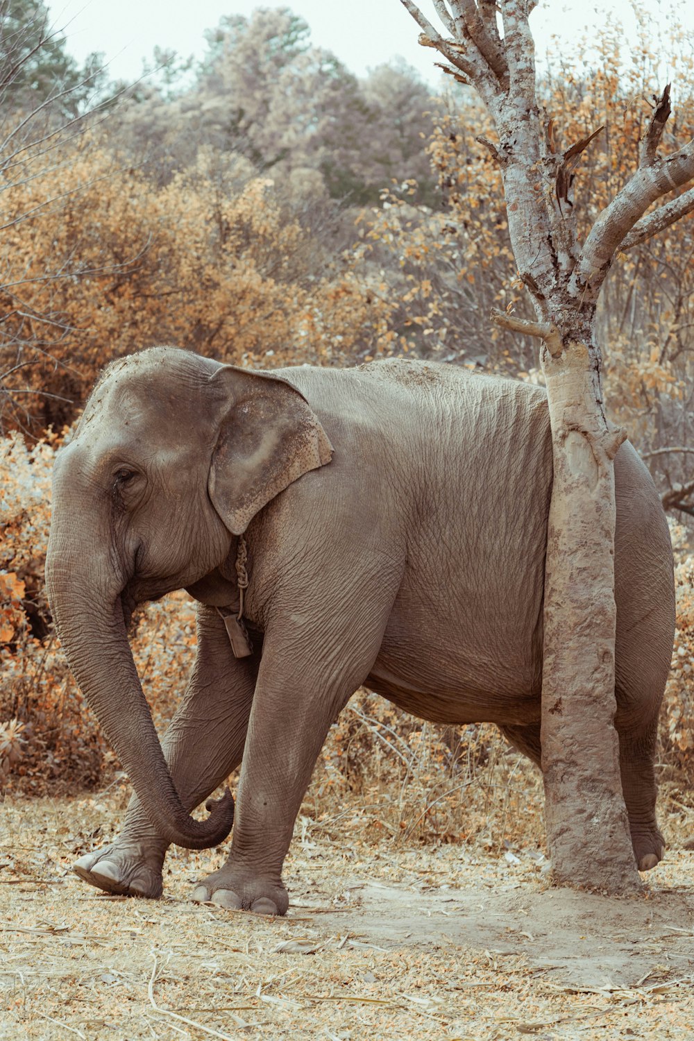 a large elephant standing next to a tree