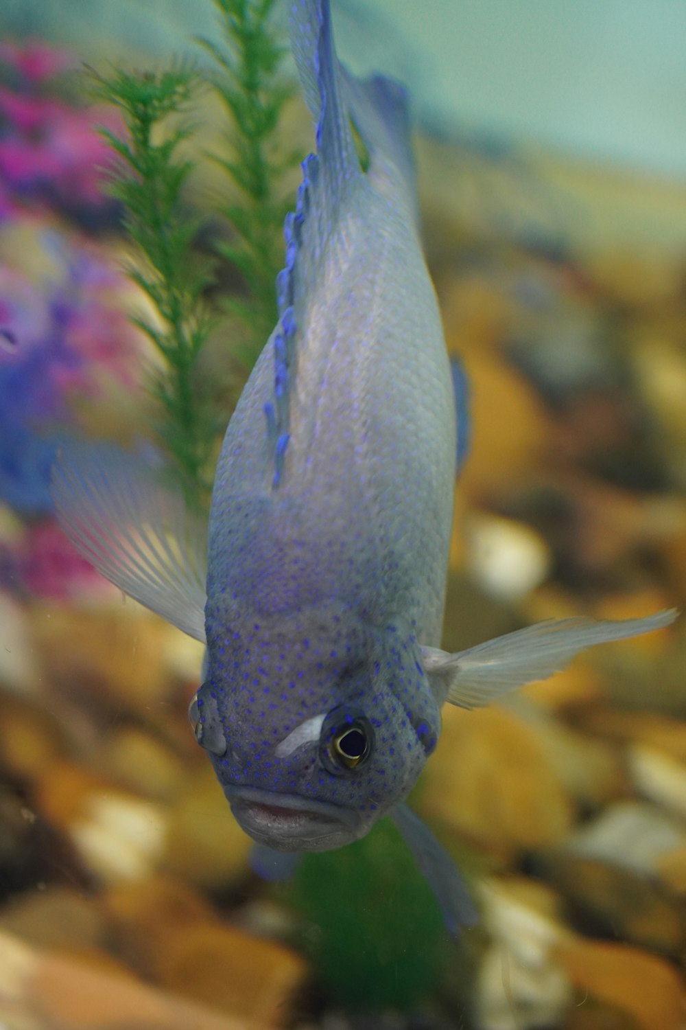 un pez que está nadando en el agua