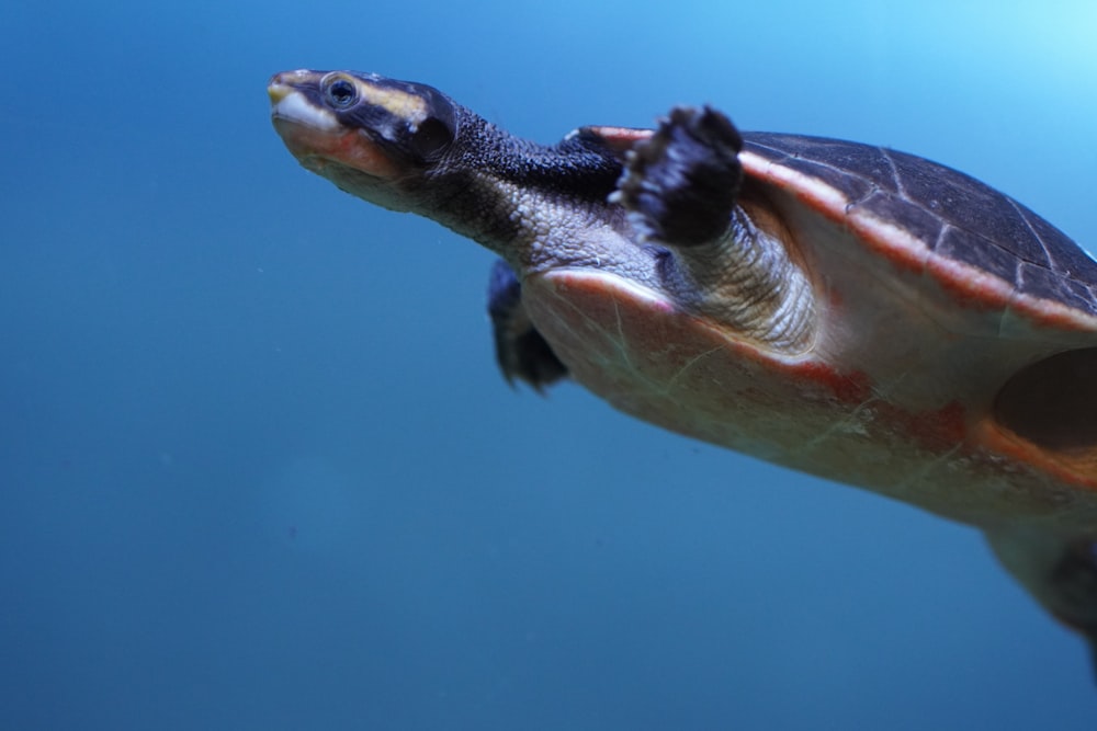 a close up of a turtle swimming in the water