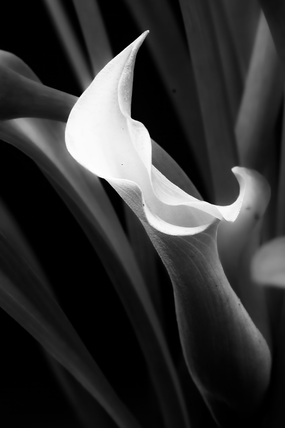 a close up of a white flower on a black background