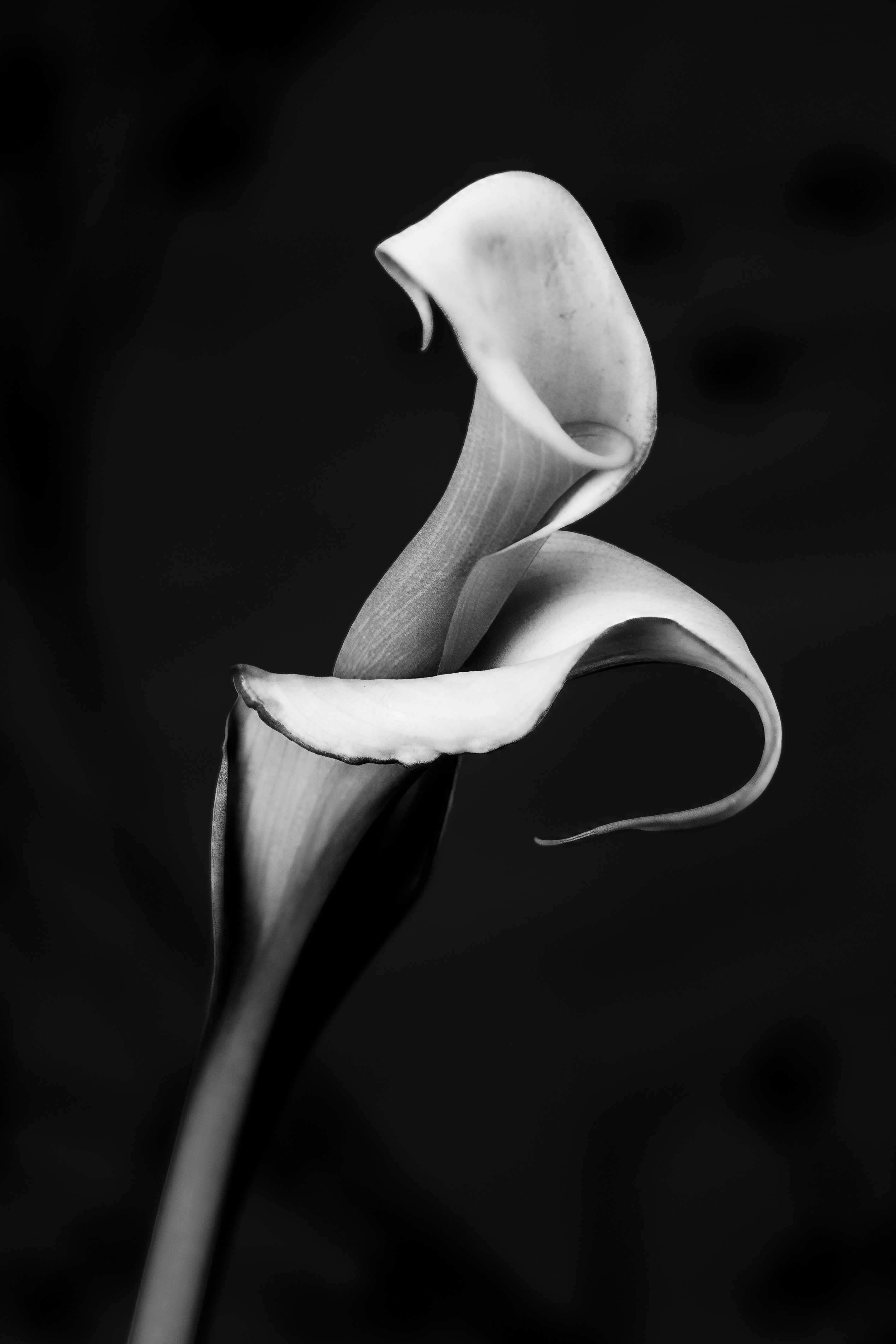 Photo by photosbyrachelo