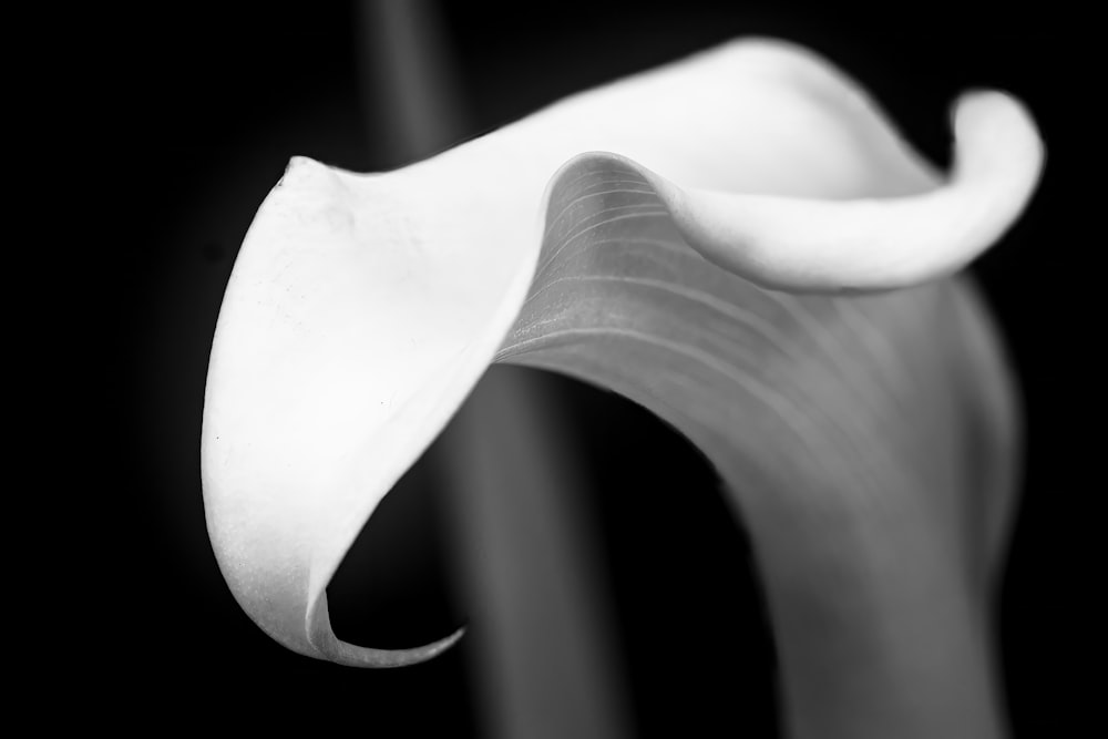 a black and white photo of a flower