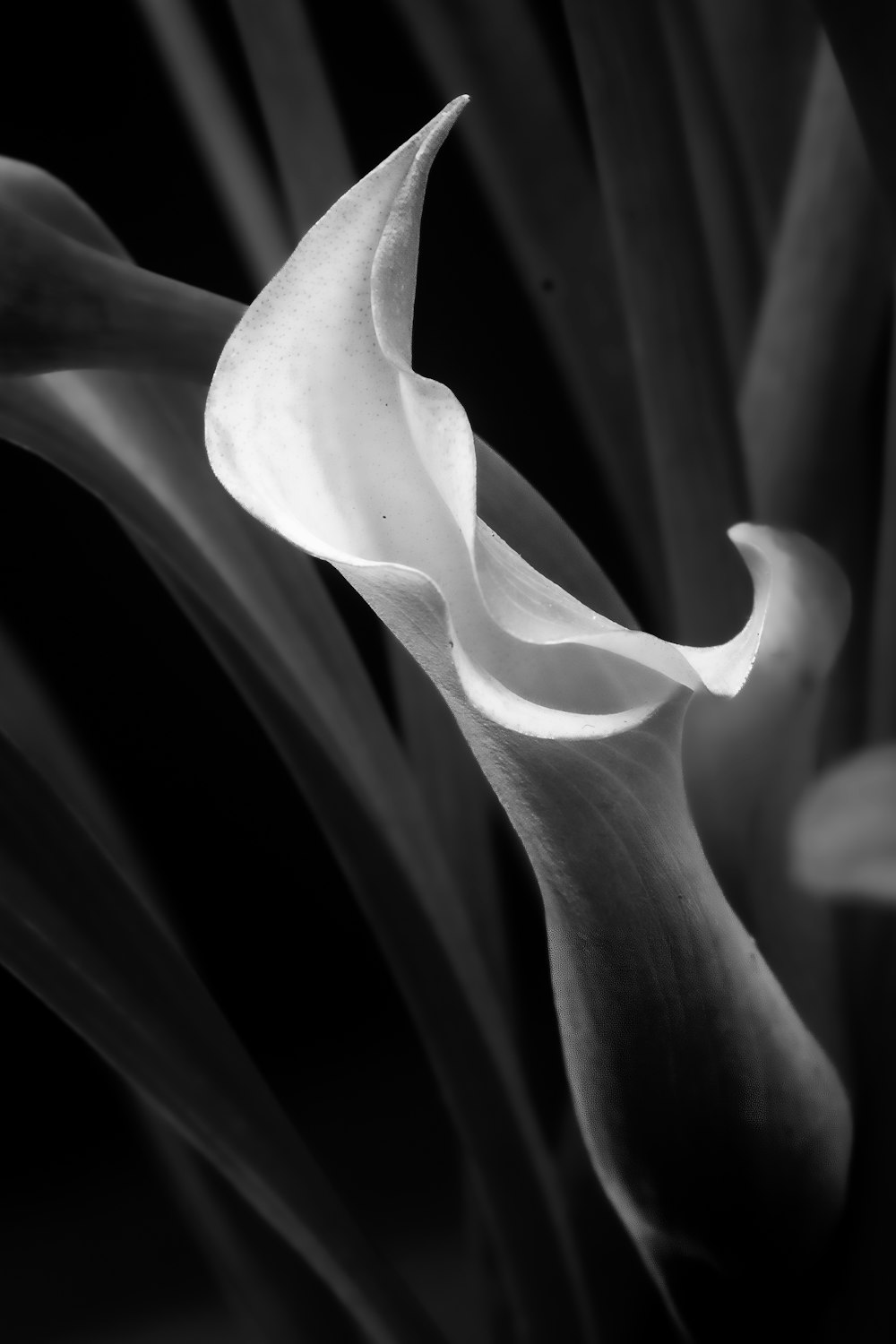 a close up of a flower in black and white