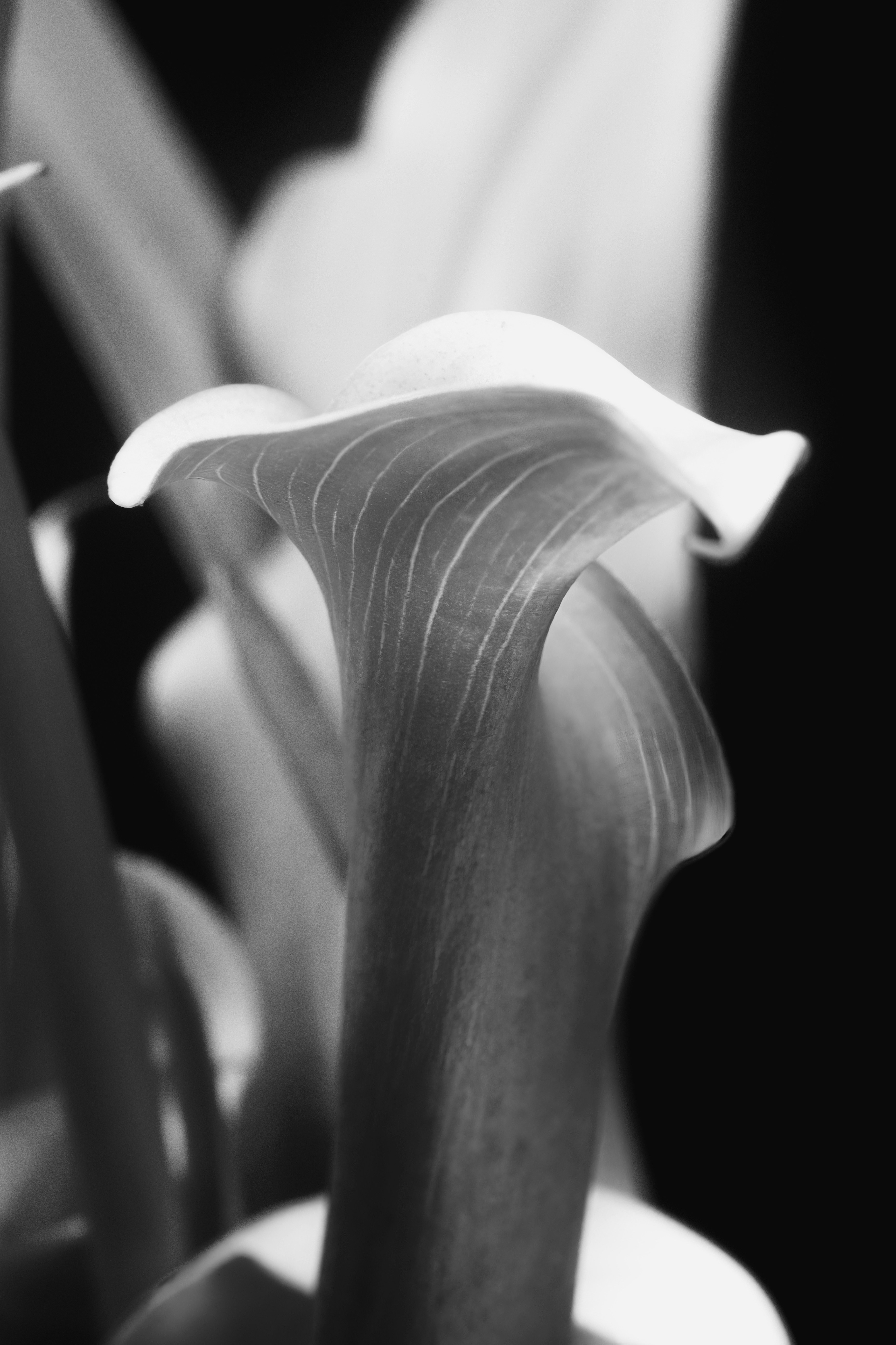 Photo by photosbyrachelo