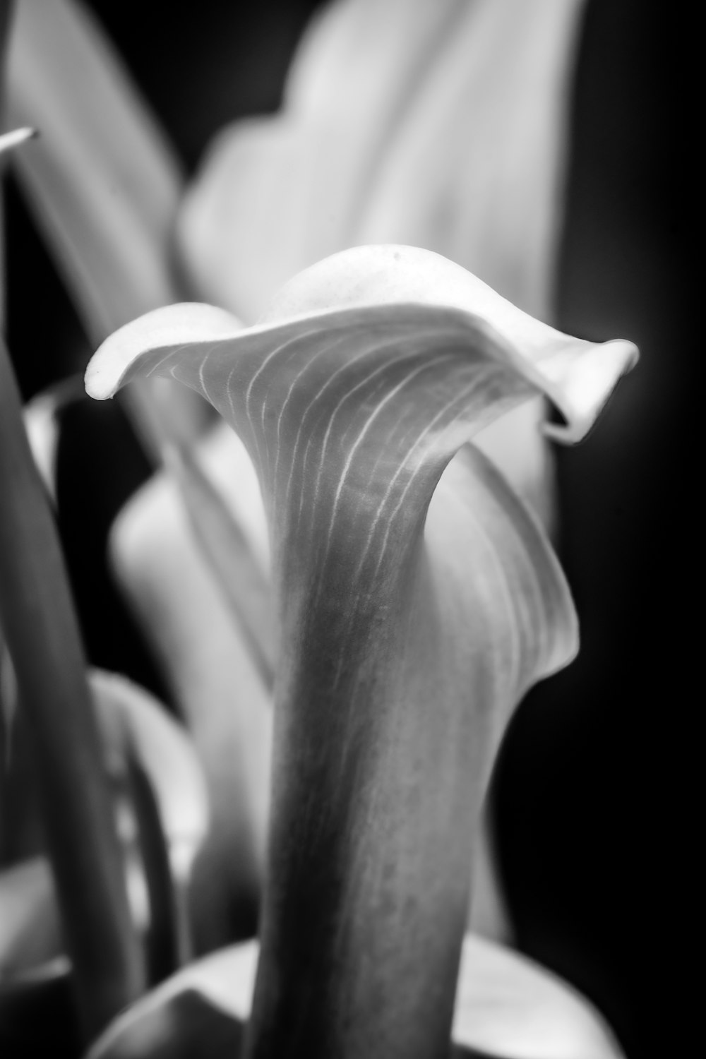 a black and white photo of a flower