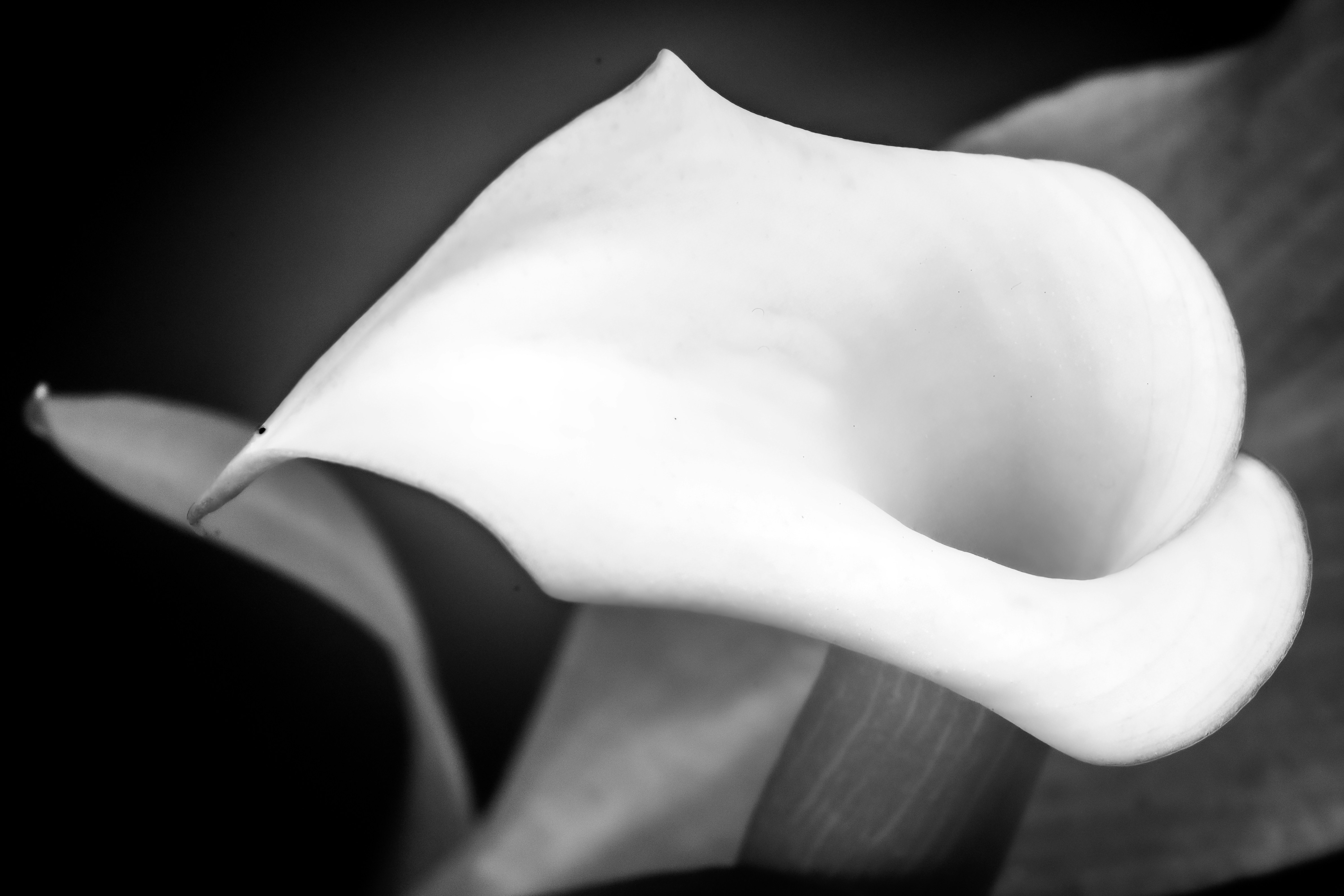 Photo by photosbyrachelo