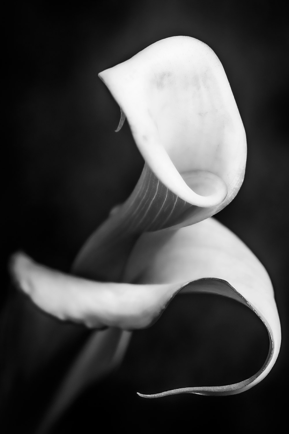 a black and white photo of a flower