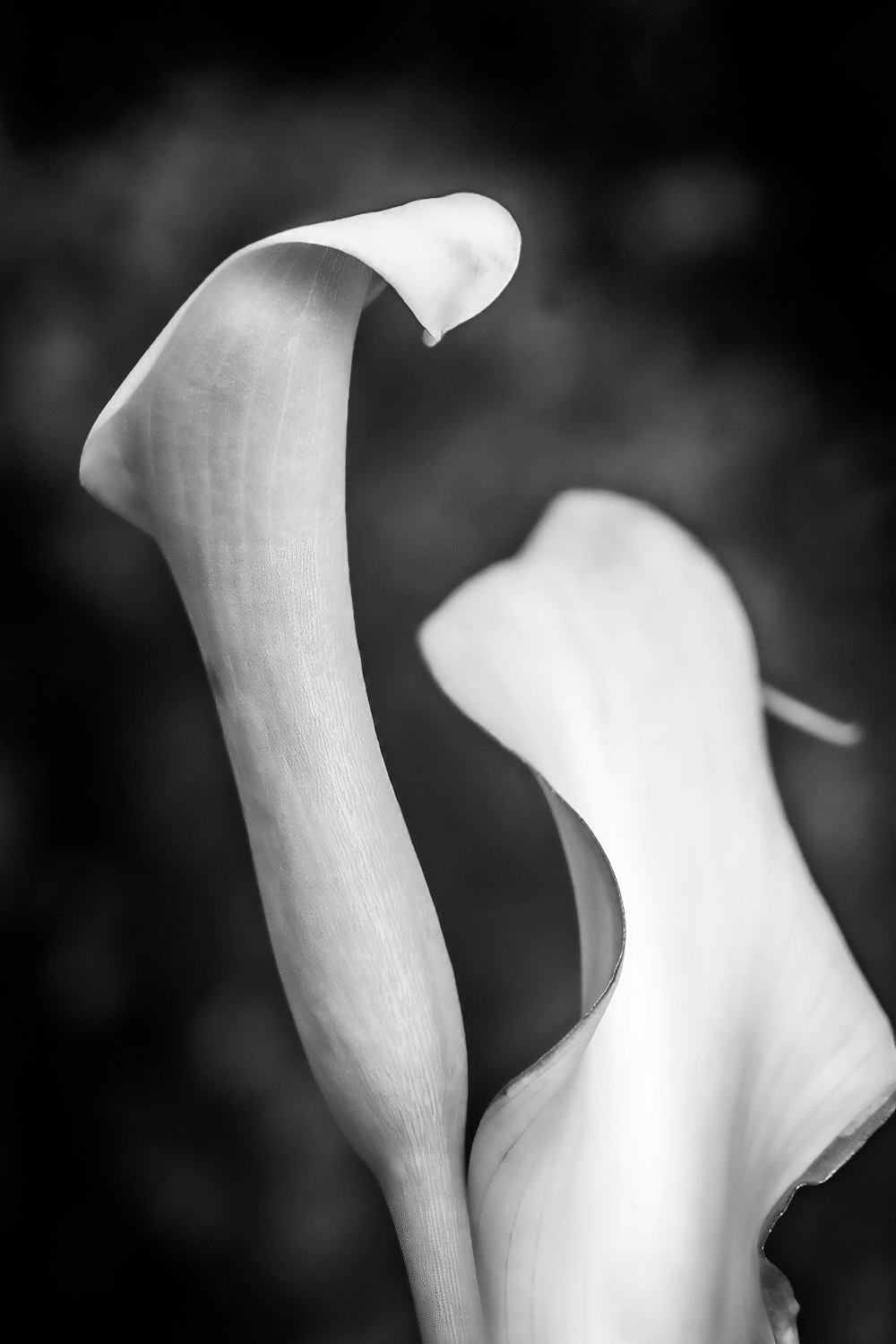 a black and white photo of a flower