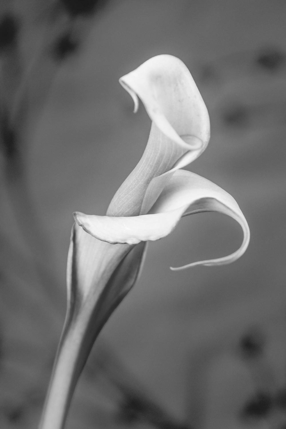 a black and white photo of a flower