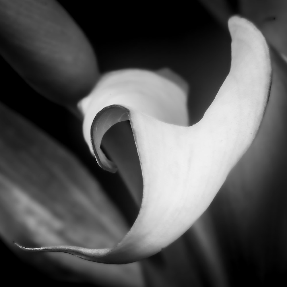 a black and white photo of a flower