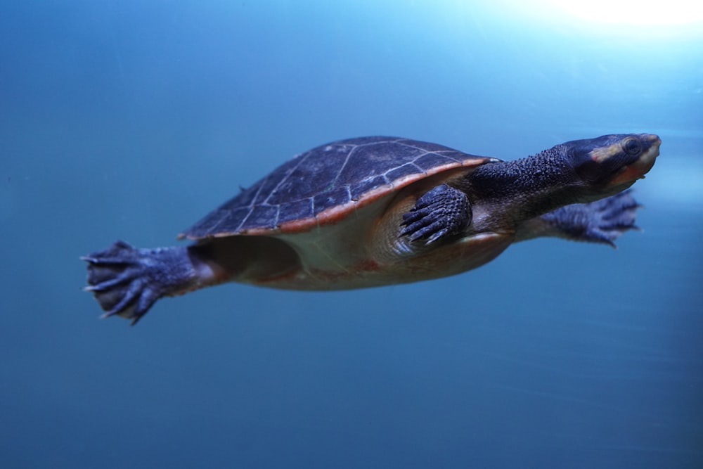 eine Schildkröte, die mit offenem Maul im Wasser schwimmt