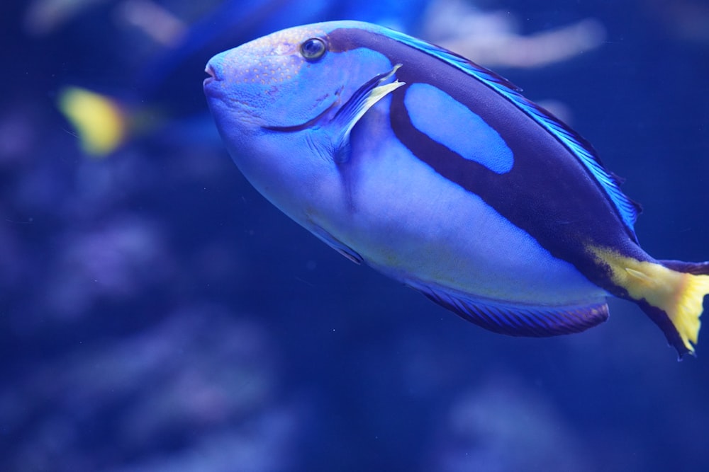 um peixe azul e amarelo nadando em um aquário