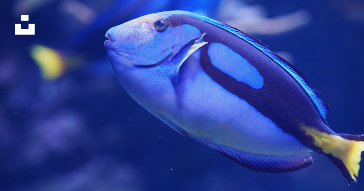 A blue and yellow fish swimming in an aquarium photo – Free Blue Image ...