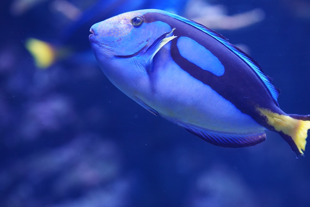 a blue and yellow fish swimming in an aquarium