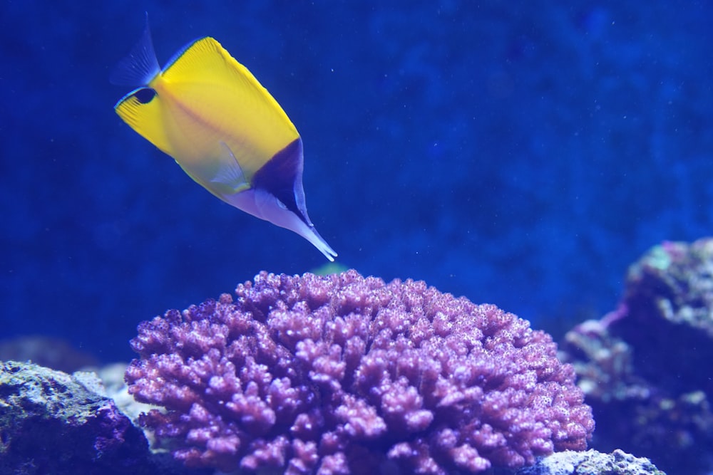 a yellow and black fish swimming over a coral