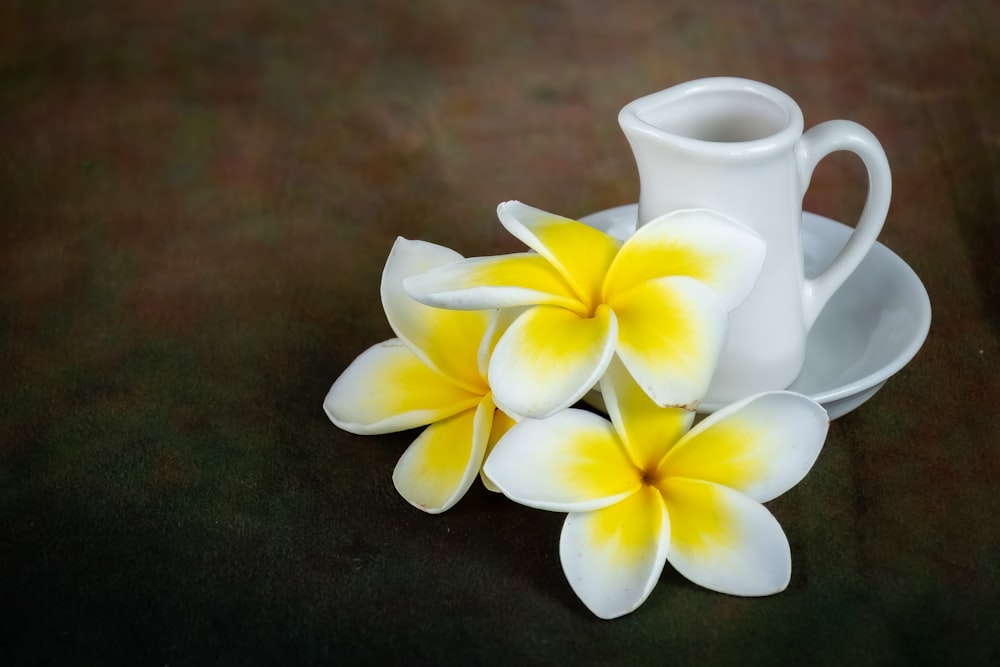 three yellow and white flowers on a white saucer