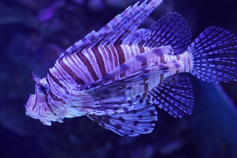 a close up of a fish in an aquarium