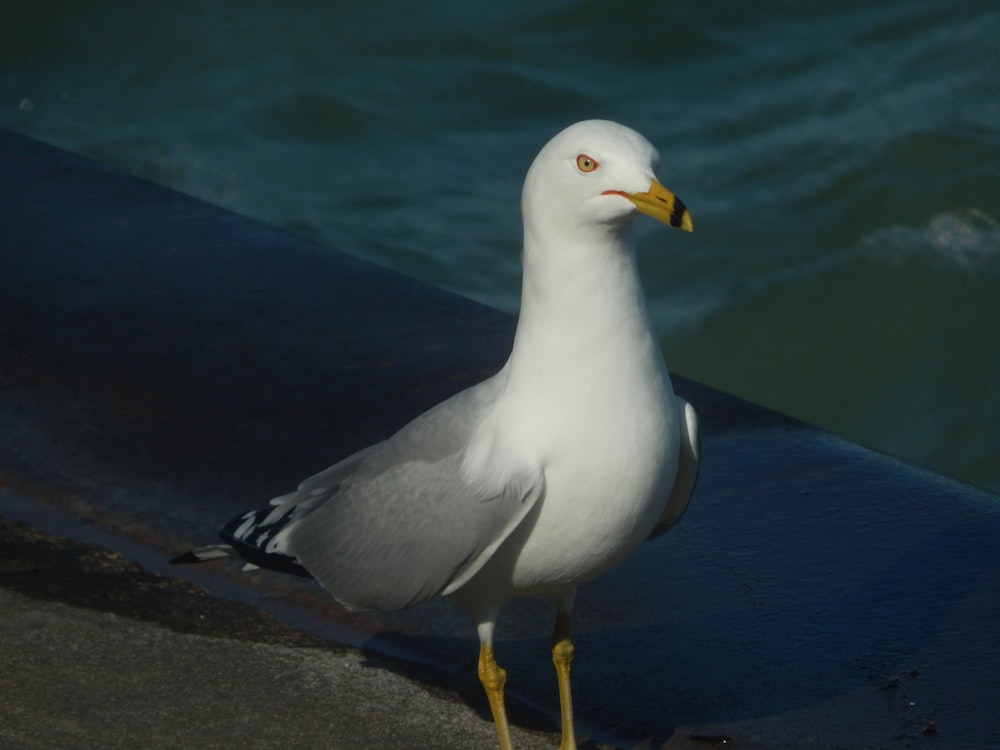 a seagull standing on the edge of the water