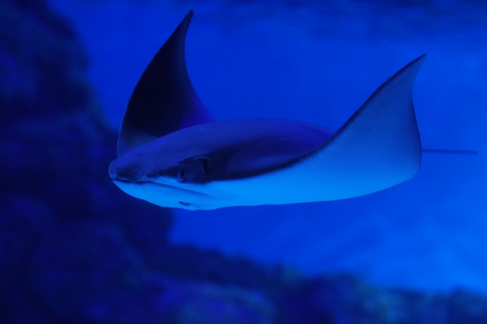 a manta ray swimming in a blue ocean