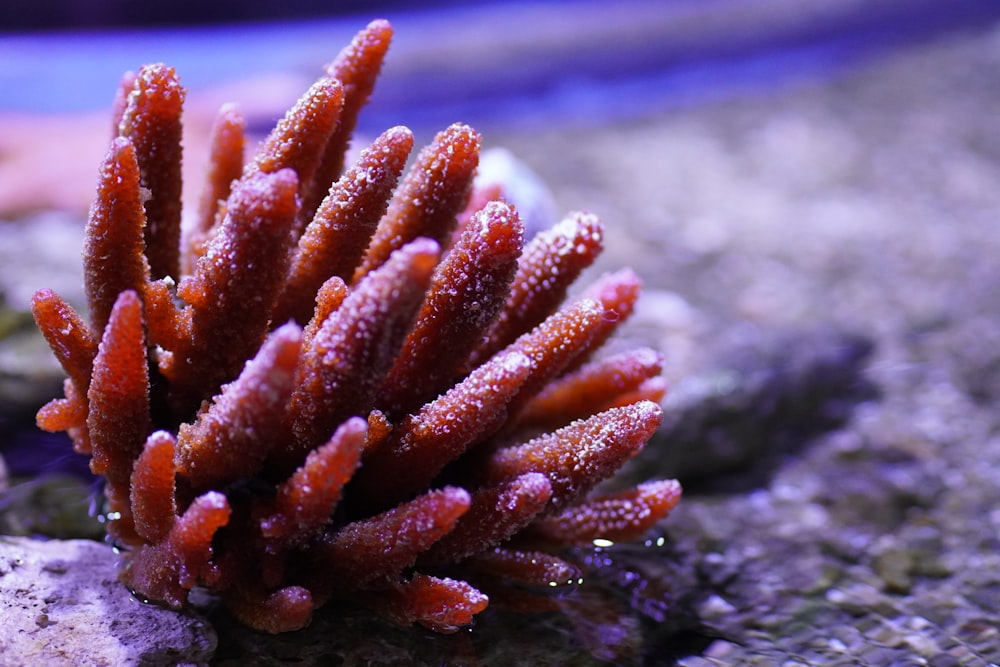 a close up of a coral on a rock