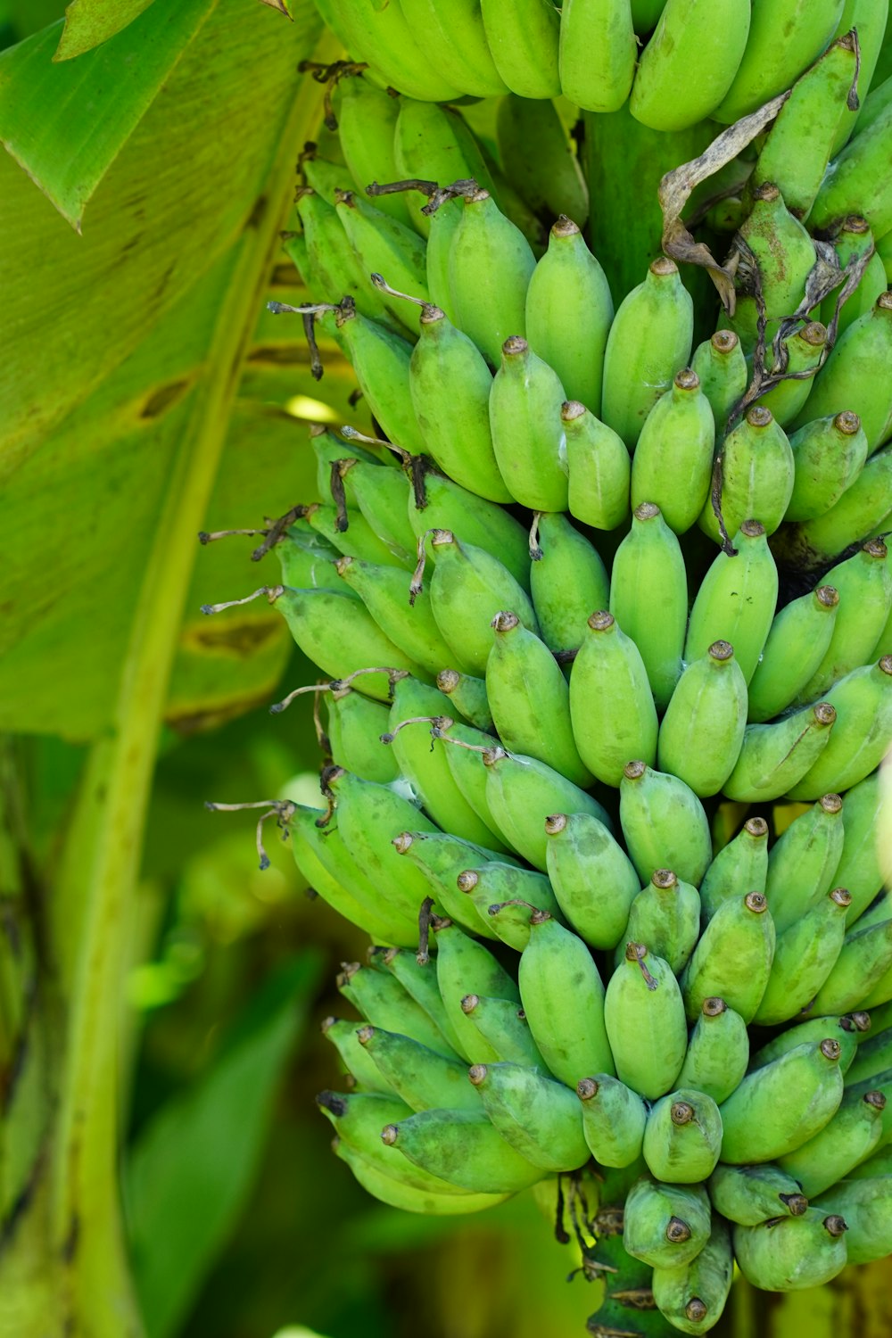 un bouquet de bananes vertes suspendu à un arbre