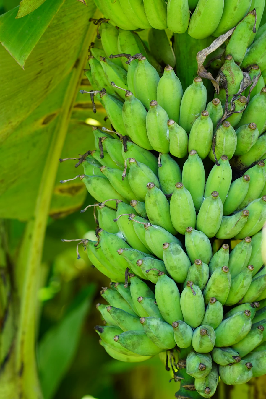A large bunch of green bananas growing on a banana plant