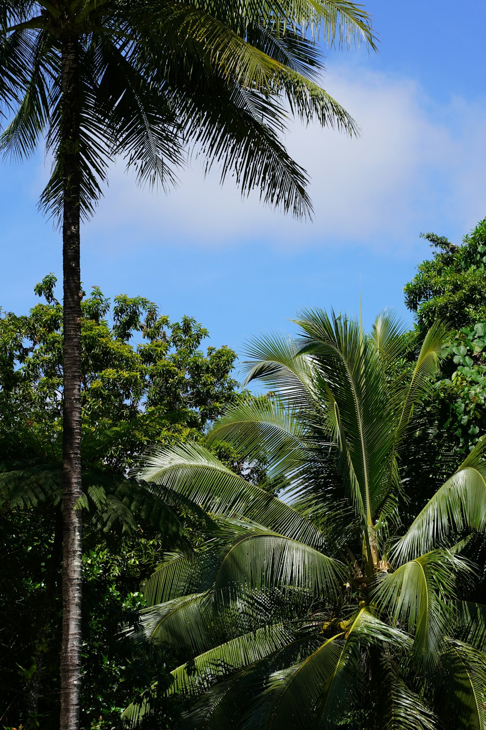 uma palmeira com um céu azul no fundo