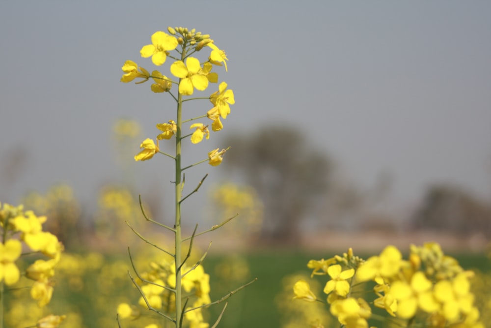 a field full of yellow flowers with trees in the background