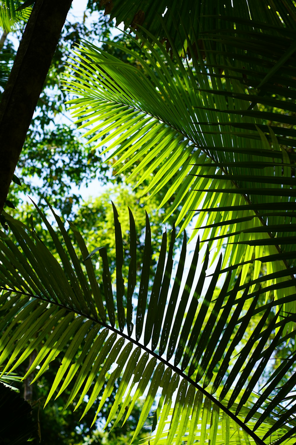 a close up of a palm tree with lots of leaves