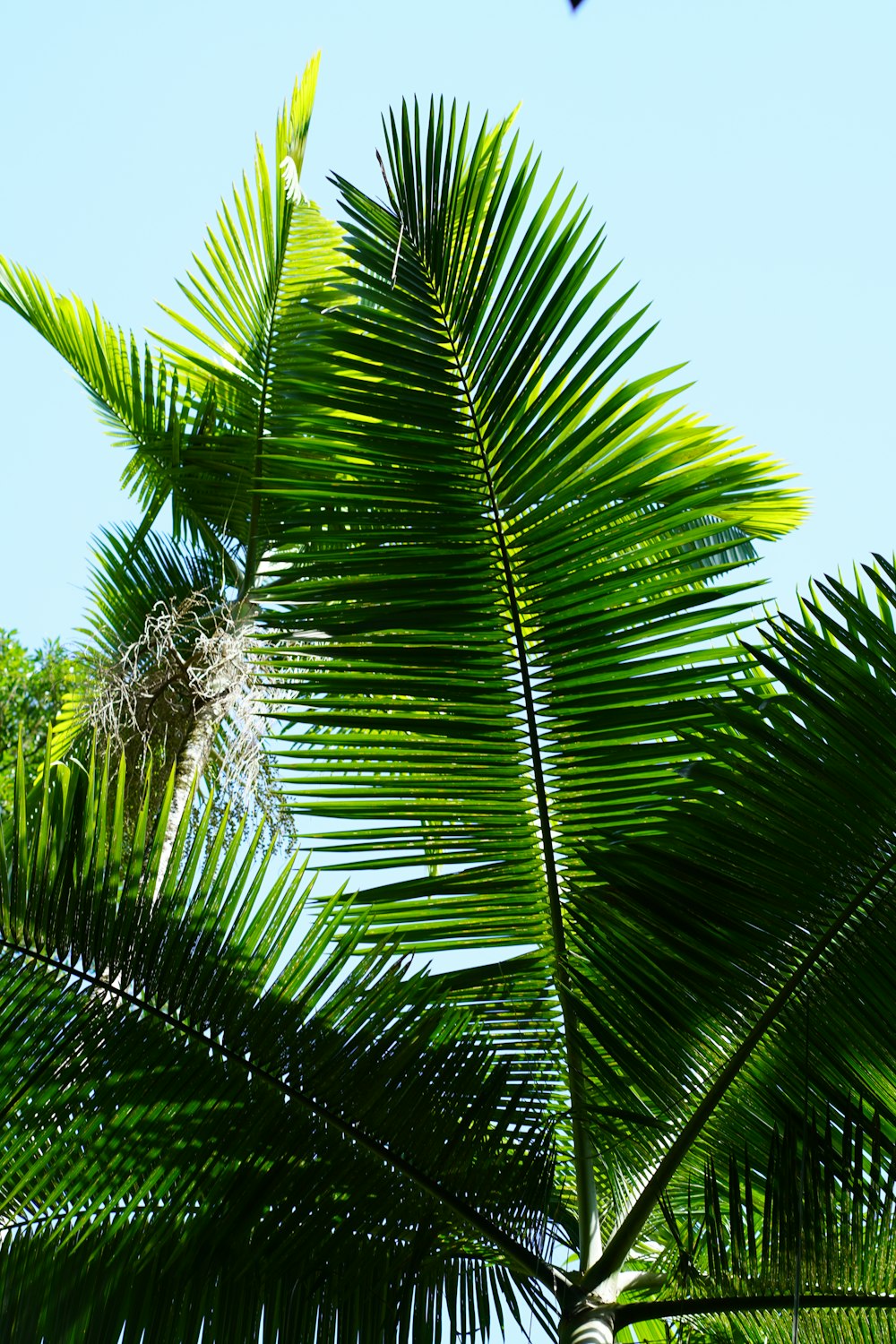 a close up of a palm tree with a blue sky in the background