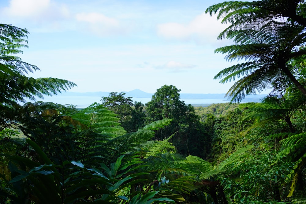 a lush green forest filled with lots of trees