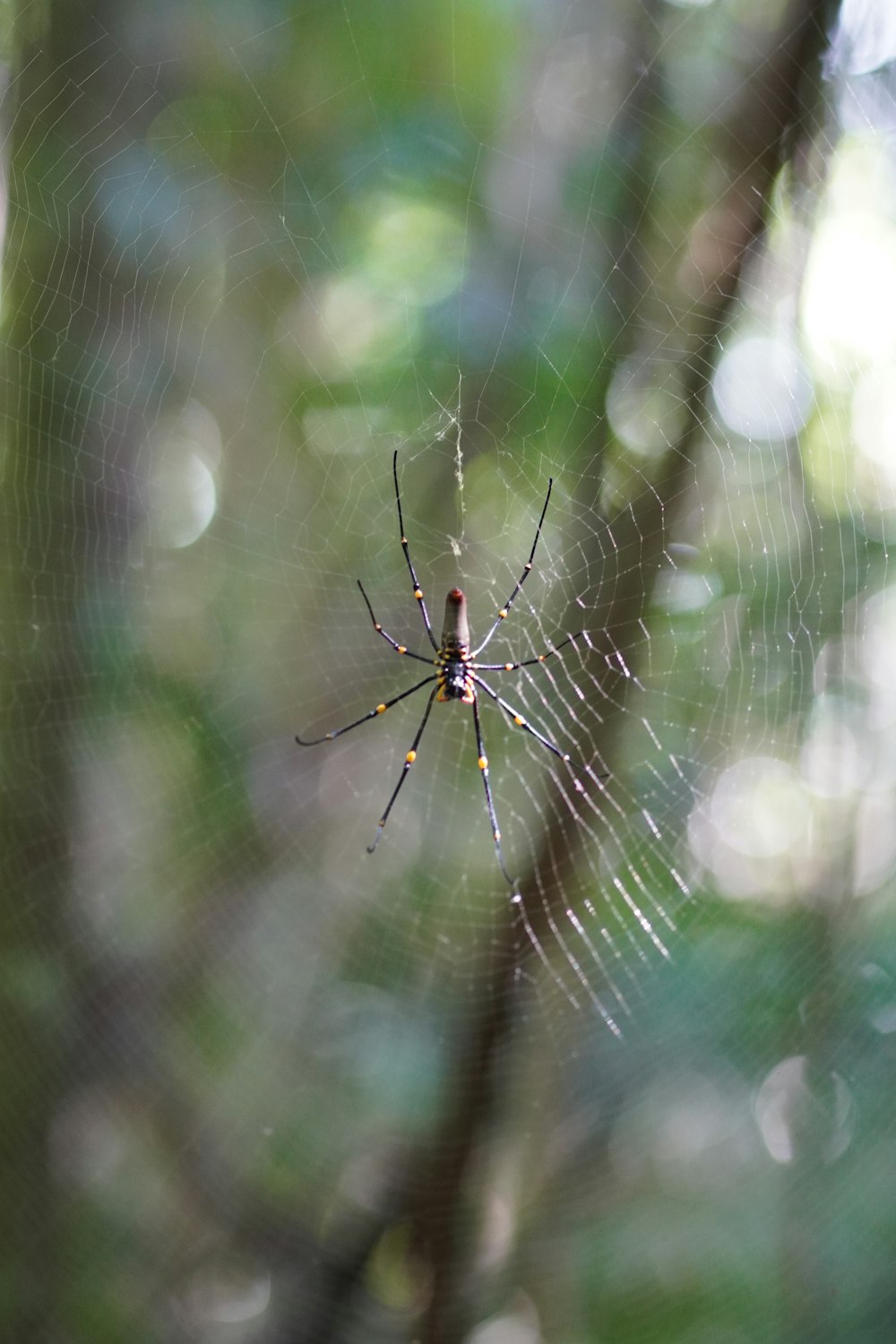 a spider sits on its web in the middle of a forest