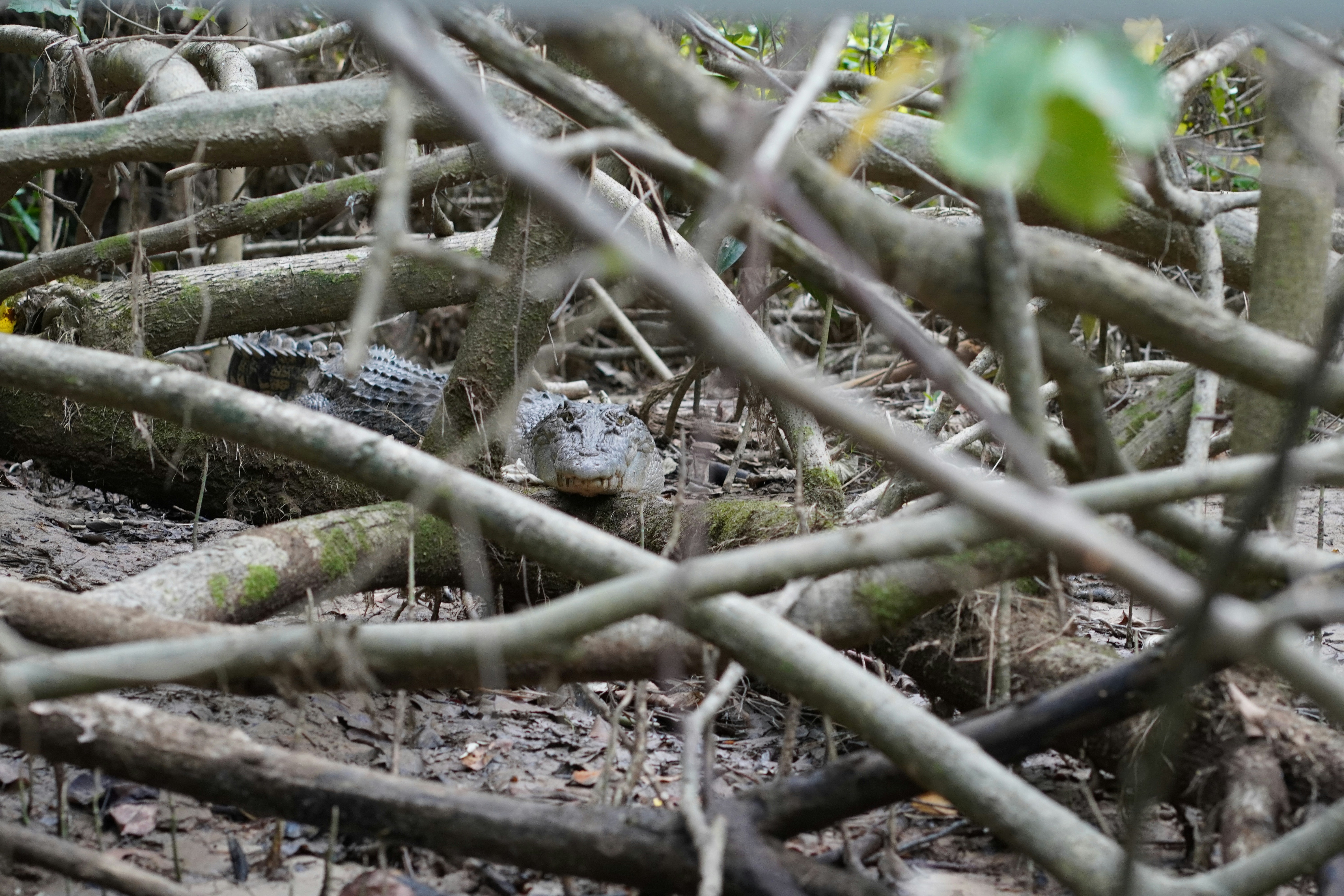 a group of trees that are in the dirt, 