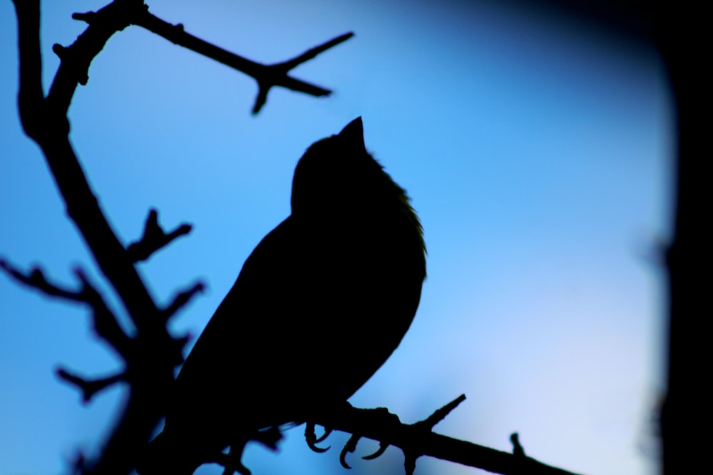 a silhouette of a bird sitting on a branch
