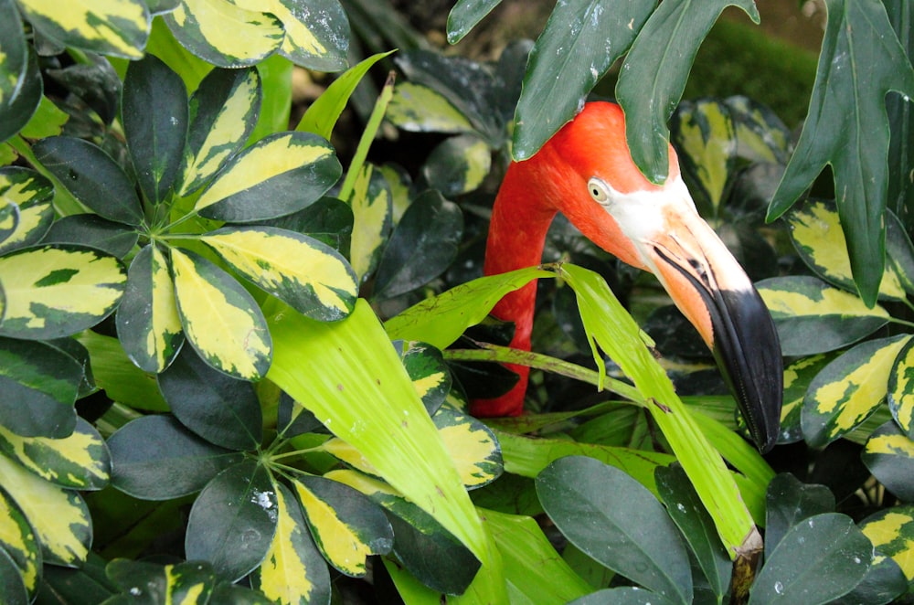 a red and white bird sitting on top of a lush green plant