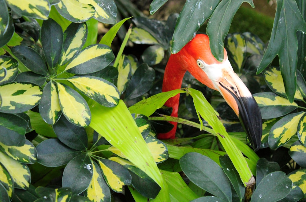 un pájaro rojo y blanco sentado en la parte superior de una exuberante planta verde