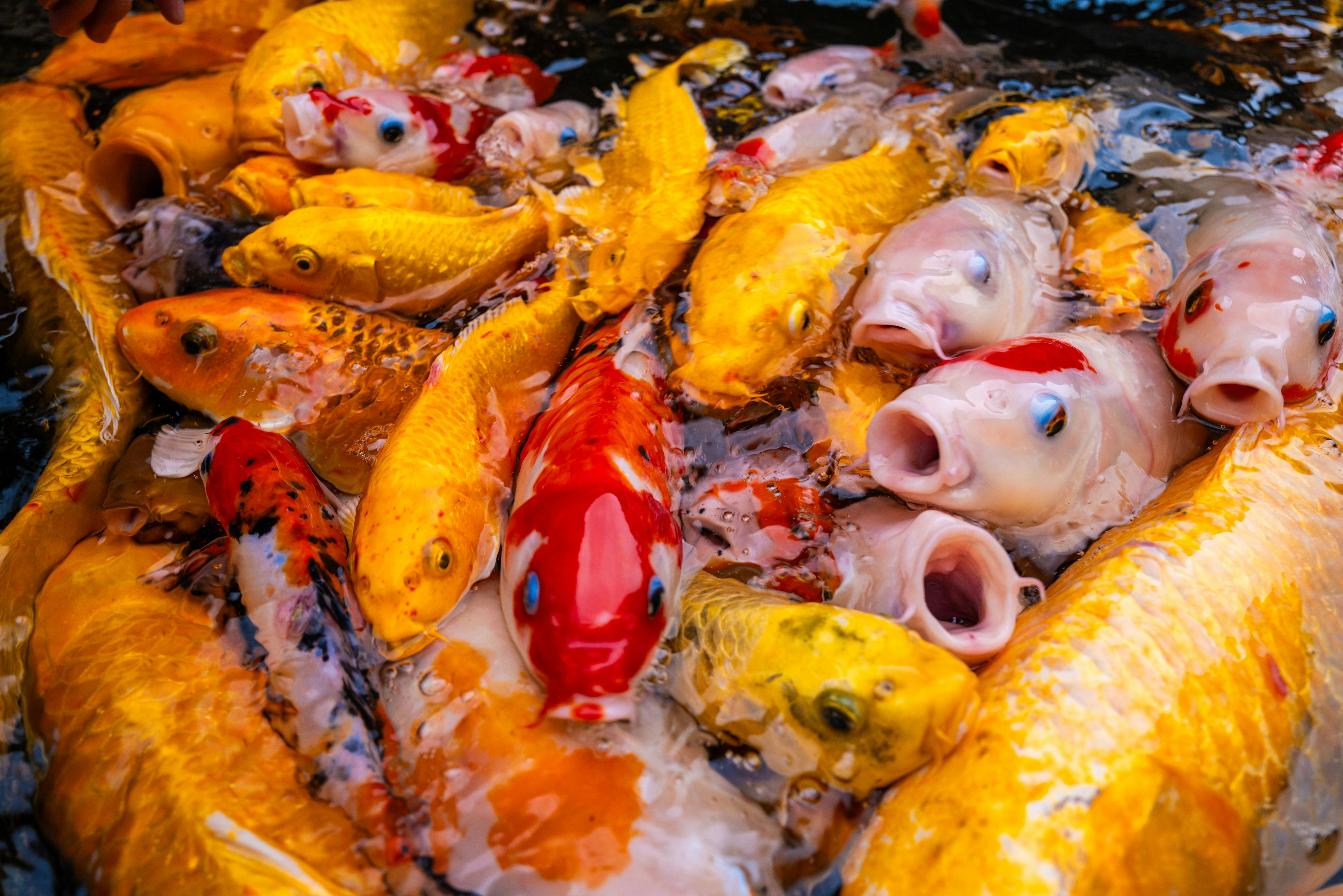 추석 식중독 살모넬라균 조심 관련 이미지 8