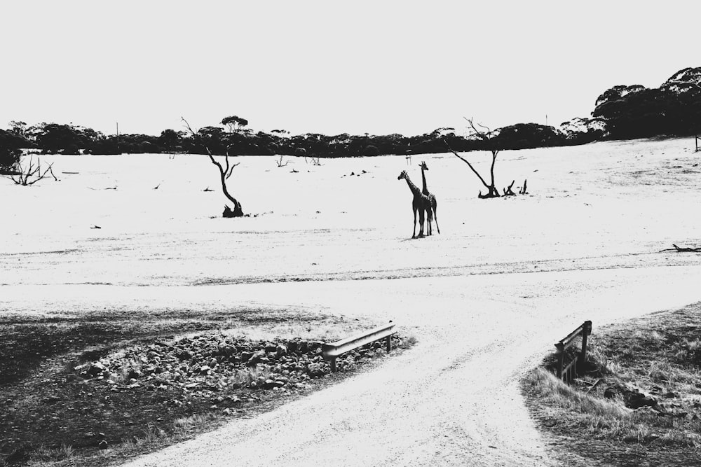 a black and white photo of two giraffes in a field